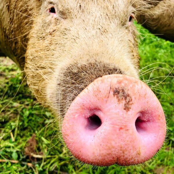 Schwein auf der Wiese
